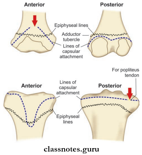 Joints Of Lower Limb Attachments Of the Capsule Of knee Joint To Femur
