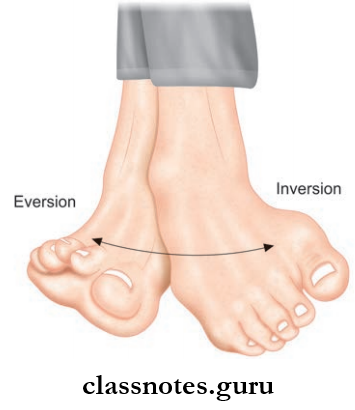 Joints Of Lower Limb Eversion And Inversion Of Foot