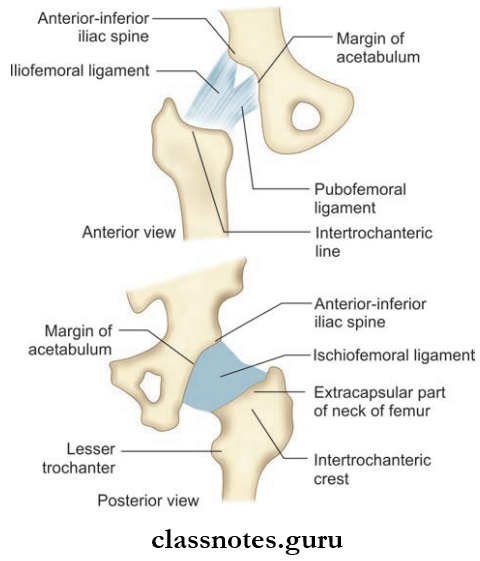 Joints Of Lower Limb Ligaments Of Hip Joint