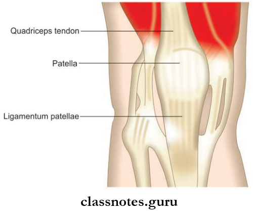 Joints Of Lower Limb Ligamentum Patellae