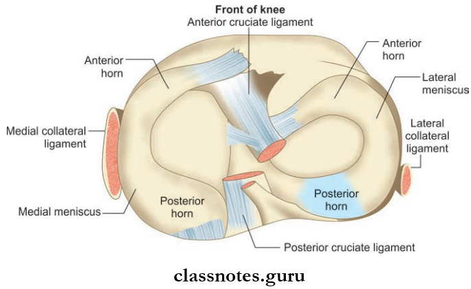 Joints Of Lower Limb Menisci Of Knee Joint