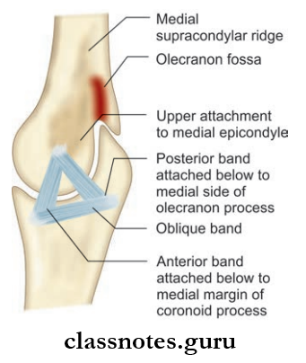 Joints Of Upper Limb Attachments Of The Ulnar Collateral Ligament Of The Elbow Joint