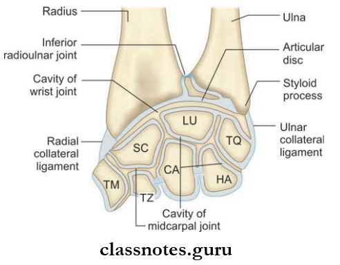 Joints Of Upper Limb Schematic Representation Of Coronal Section Through The Wrist To Show The Formation Of The Articular Surfece Of The Inferior Raddioulnar,Wrist And Midcarpal Joints