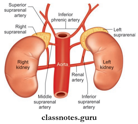 Kidney Ureter And Suprarenal Gland Arterial Supply Of Suprarenal Glands