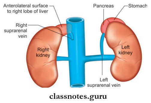 Kidney Ureter And Suprarenal Gland Location Of Right And Left Suprarenal Glands