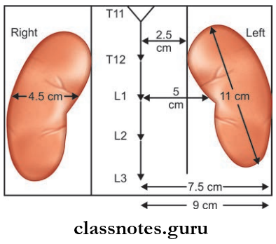 Kidney Ureter And Suprarenal Gland Morrison'd Parallelogram Illustrating Surface Marking Of Kidneys On The Back