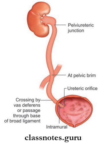 Kidney Ureter And Suprarenal Gland Normal Sites Of Constrictions In Ureter