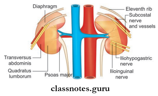 Kidney Ureter And Suprarenal Gland Posterior Relations Of Kidneys