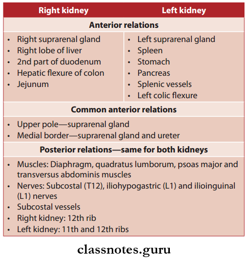 Kidney Ureter And Suprarenal Gland Relations Of Kidney