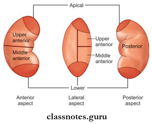 Kidney Ureter And Suprarenal Gland Segments Of The Kidney