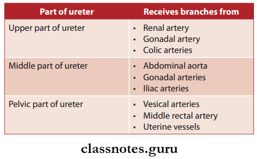 Kidney Ureter And Suprarenal Gland Ureter Blood Supply