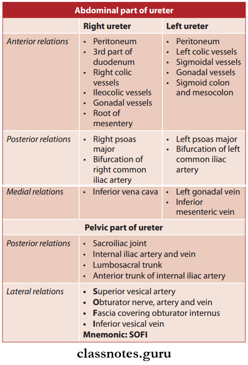 Kidney Ureter And Suprarenal Gland Ureter Relations