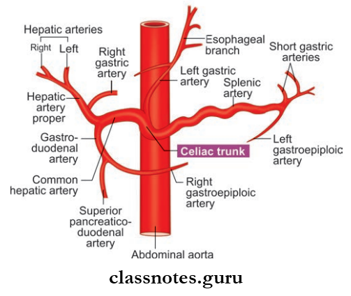 Large Blood Vessels Of The Gut Branches Of Celliac Trunk