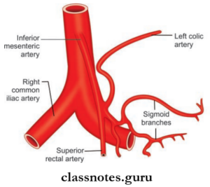 Blood Vessels Of Abdomen And Pelvis Question And Answers - Class Notes