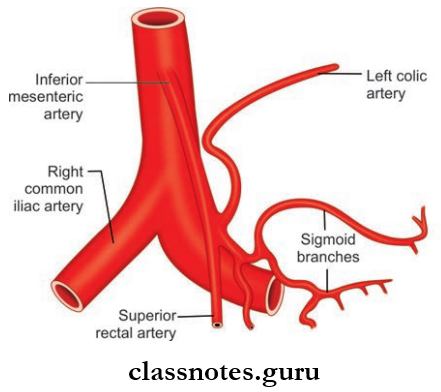 Large Blood Vessels Of The Gut Branches Of Inferior Mesenteric Artery