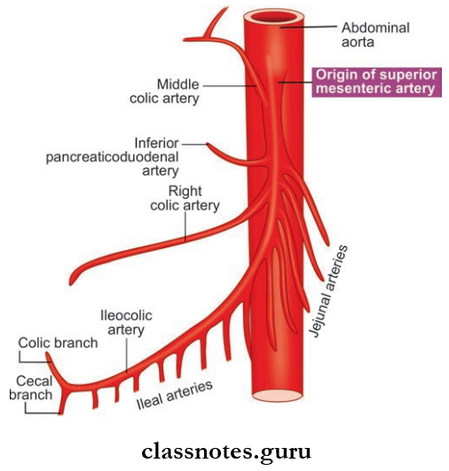 Large Blood Vessels Of The Gut Branches Of Superior Mesenteric Artery