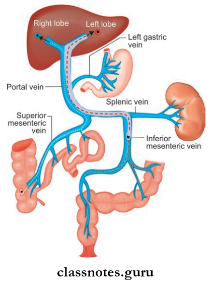 Large Blood Vessels Of The Gut Formation Of Portal Vein And The Presence Of parallel Streams Of Bllod In The Portal Vein