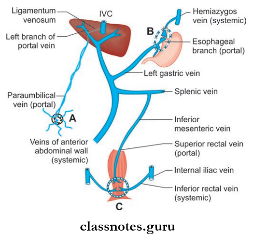 Large Blood Vessels Of The Gut Sites Of Portosystemic Anastomoses