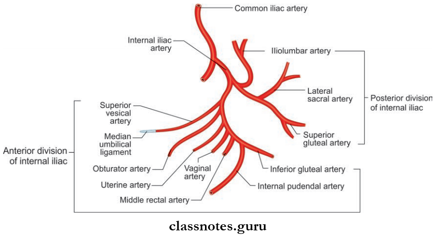 Large Blood Vessels Of The Gut Three Branches From posterior Division Of Internal Iliac Artery And Seven Branches From Anterior Divisions Of Internal Oliac Artery In Female