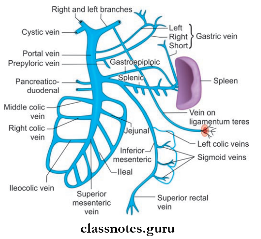 Large Blood Vessels Of The Gut Tributaries Of Portal Vein