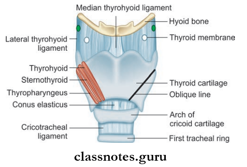 Larynx Anterior View Of The Framework Of Larynx