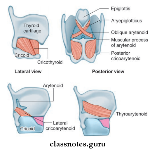 Larynx Intrinsic Mudcles Of Larynx