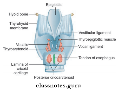 Larynx Structures Attached bTo Internal Aspect Of Tyroid Cartilage And To The Back Of The Lamina Of Cricoid Cartilage