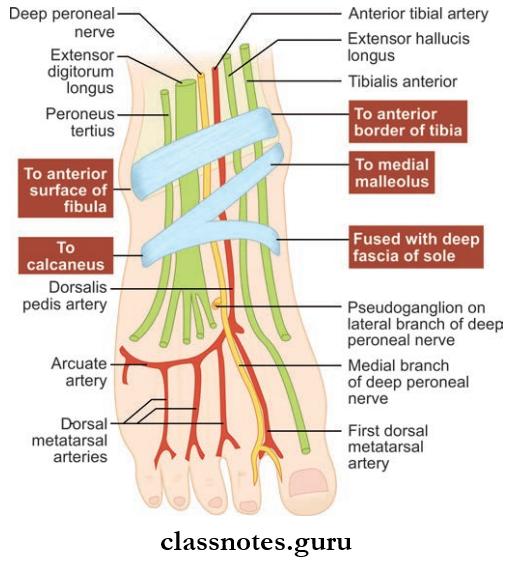 Leg And Dorsum Of Foot Attachments And Deep Relations Of Extensor Retinacula Of Foot