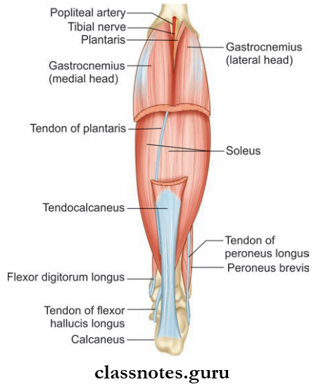 Leg And Dorsum Of Foot Back Of Leg Segment Of The Gastrocnemius Has Been Removed To Expose Deeper Structures