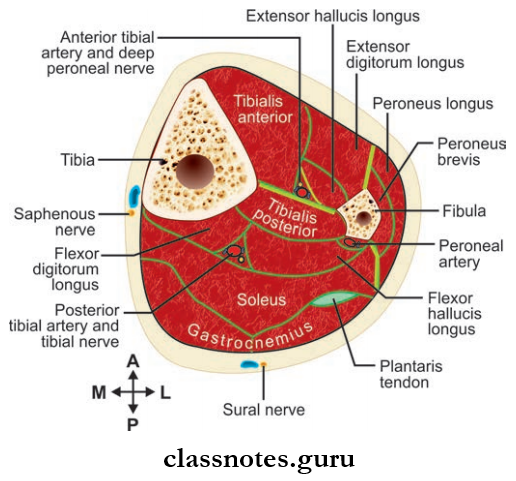 Leg And Dorsum Of Foot Cross-section Through Middle Of Leg To Show Boundaries And Contents Of Osteofascial Compartments