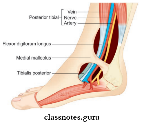 Leg And Dorsum Of Foot Flexor Rectinaculum
