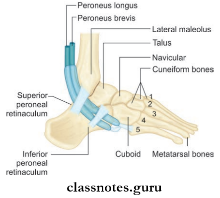 Leg And Dorsum Of Foot Lateral Side Of Ankle And Foot To Show The Peroneal Retinacula, And Synovial Sheaths Of Peroneal Tendons