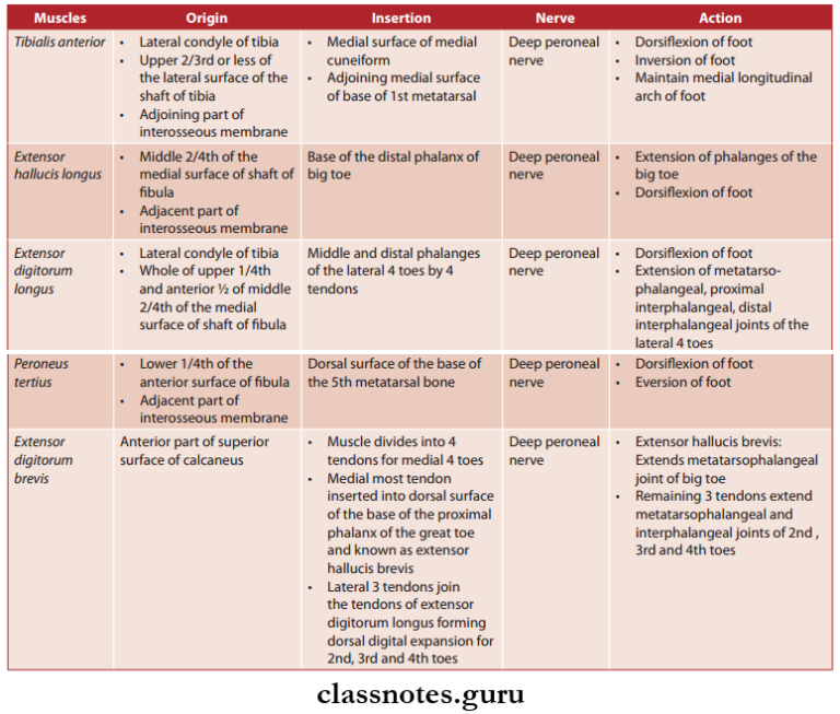 Anatomy Of The Leg And Dorsum Of The Foot Question And Answers - Class ...