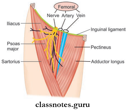 Lower Limb Introduction And Front Of Thing Boundaries Of Femoral Triangle, Muscles In Its Fllor And Its Main Contents