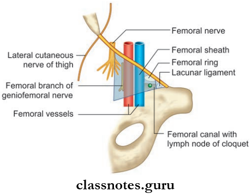 Lower Limb Introduction And Front Of Thing Femoral Sheath Its Compartments With Their Contents