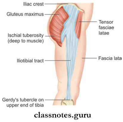 Lower Limb Introduction And Front Of Thing Illiotibial Tract On Lateral Side Of Thing And gluteal Region