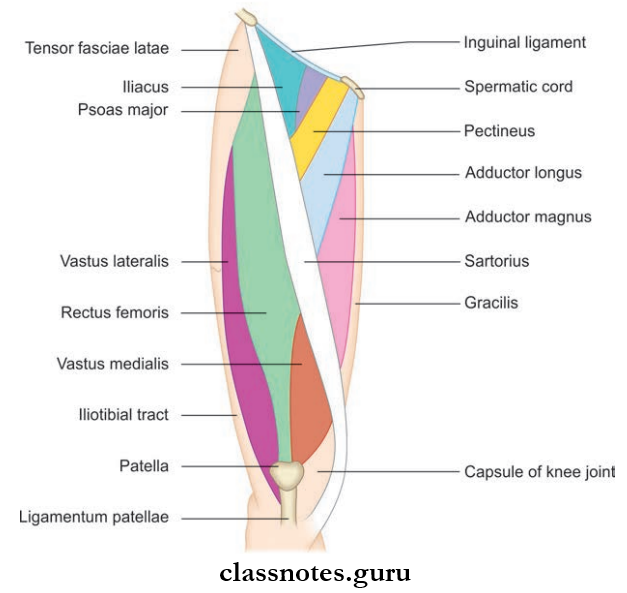 Lower Limb Introduction And Front Of Thing Muscles Seen On The Front And Medial Side Of Thigh