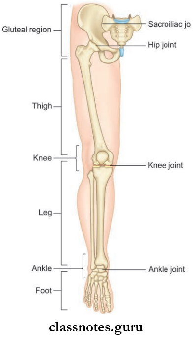 Lower Limb Introduction And Front Of Thing Regions Of The Lower Limb