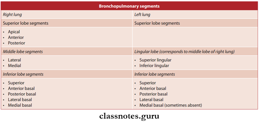 Lungs Bronchopulmonary Segments