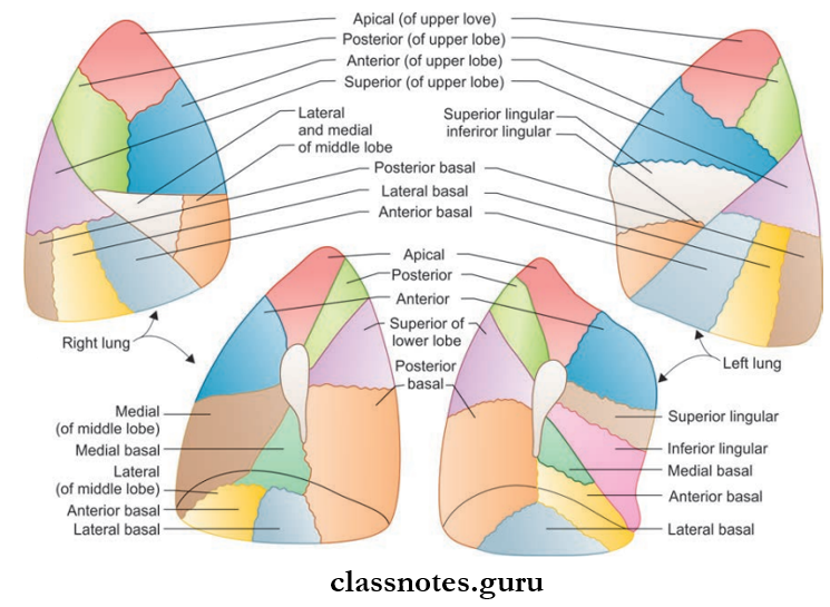 Lungs Bronchopulmonary Segments Of Right And Left Lungs