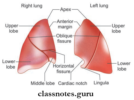 Lungs Lobes And Fissures Of Lungs Viewed From Anterior Aspect