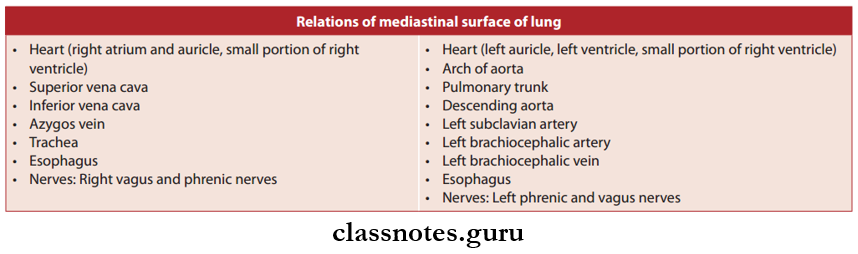 Lungs Relatiojs Of Mediastinal Surface Of Lung