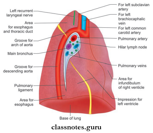 Lungs Relations Of Medial Surface Of Left Lung