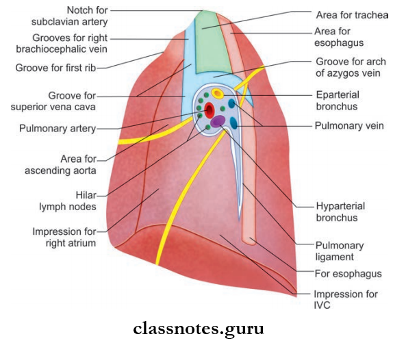 Lungs Relations Of Medial Surface Of Right Lung