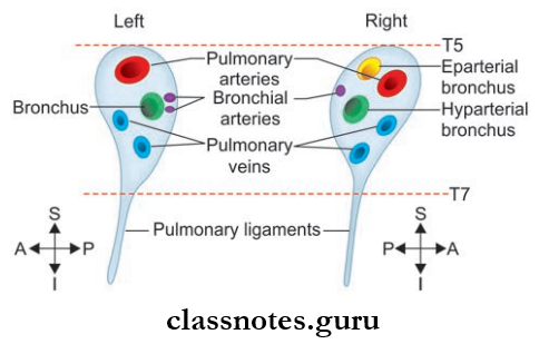 Lungs Relationship Of Structures At Hilum Of Right Lung And left Lung