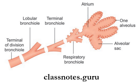 Lungs Terms Used To Describe The Terminal Ramifications Of The Bronchial Tree