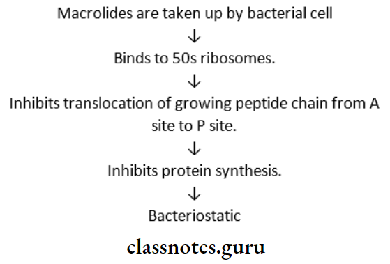 Macrolides Macrolide Antibiotics Mechanism