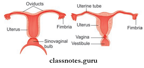 Male And Female Reproductive Organs Development Of Uterus And Uterine Tubes