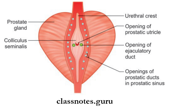 Male And Female Reproductive Organs Features Of The Posterior Wall Of The Prostatic Urethra