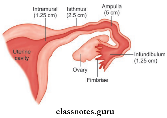 Male And Female Reproductive Organs Parts Of Uterine Tube And Length Of Each Part